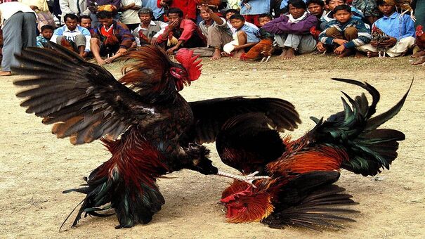 Đá gà hàng xáo còn được gọi là đá ké. Cụm từ này dùng để chỉ những người vòng ngoài ăn theo và nhận kèo theo biện. Không giống như biện, họ luôn là những tay chơi đẳng cấp. Những người tài giỏi chỉ cần quan sát là có thể ra kèo rất chuẩn, tỉ lệ thắng cực cao. Thế nhưng đặc biệt hơn nằm ở chỗ họ lại là những tay chơi “vô sản”. Họ không có gà để chơi, họ cũng không có quá nhiều vốn. Hãy đến PQ88 đá gà trực tuyến để biết thêm thông tin nhé .