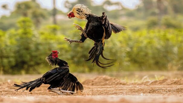 Gà Asil là một trong những giống được nhập ngoại từ Ấn Độ, thường có lối đá vô cùng đặc sắc. Hiện nay thì dòng gà này được du nhập vào Việt Nam rất nhiều, thường được rất nhiều sàn đấu sử dụng. Những con gà thuần chủng thường rất ham chiến nó có thể kết liễu đối thủ bằng các đòn đánh hay và lực đá khỏe. Hãy đến PQ88 đá gà trực tuyến để biết thêm thông tin nhé