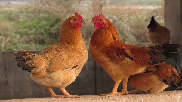 Gà Tam Hoàng là giống gà khá phổ biến ở nước ta, có nguồn gốc từ Trung Quốc. Hiện nay, giống gà này được nuôi với mục đích là nuôi lấy thịt và nuôi lấy trứng. Với khả năng thích nghi tốt, dễ nuôi cùng với chất lượng thịt ngon và giá thị trường bán khá cao, nên rất được các hộ chăn nuôi lựa chọn làm gà giống. Chúng thường xuyên xuất hiện trong những bữa cơm gia đình, đây được xem là loại thức ăn thông dụng đối với người dân Việt Nam. Hãy đến PQ88 đá gà trực tuyến để biết thêm thông tin nhé .
