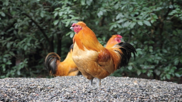 Giống gà siêu trứng nói chung và gà Nagoya Cochin nói riêng được nghiên cứu và thuần chủng dựa trên nhu cầu cung cấp trứng ngày càng cao của thị trường. Các giống gà này chỉ có mục đích chính là đẻ trứng nên sản lượng trứng hàng năm rất cao so với các giống gà thông thường ở Việt Nam.Bên cạnh đó, giống gà này còn có sức đề kháng cao, ít bệnh tật, thích nghi với nhiều môi trường nên cũng được nhiều người nuôi gà săn đón. Hãy đến PQ88 đá gà trực tuyến để biết thêm thông tin nhé .
