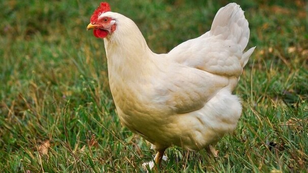 Gà Lơ go là giống gà có xuất xứ từ Ý. Đây là một trong những giống hoa phổ biến và phát triển ở vùng Địa Trung Hải. Người nuôi giống gà này chủ yếu để lấy trứng vì khả năng sinh sản nổi tiếng khắp toàn cầu. Từ năm 1835, giống gà này đã được nhập vào Hoa Kỳ và được chọn lọc cải tiến để trở thành giống gà đẻ trứng kỷ lục. Giống gà này được rất nhiều bà con chăn nuôi đặt câu hỏi vì nghe danh rất nhiều nhưng lại không hề biết nhiều về chúng. Hãy đến PQ88 đá gà trực tuyến để biết thêm thông tin nhé .